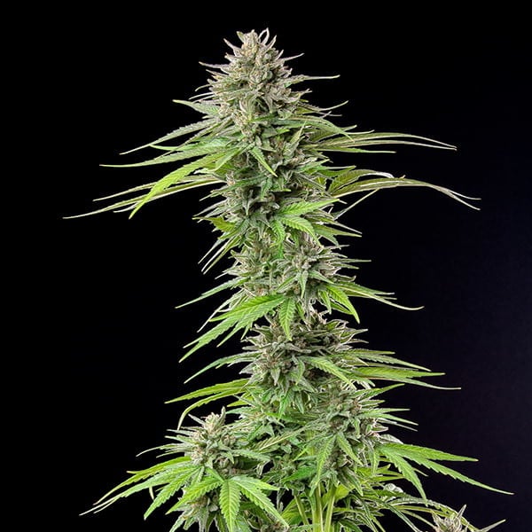 apicale-pianta-di-cannabis-blue-cheese apicale 2 della pianta di cannabis blue cheese della royal queen seeds