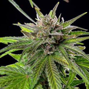 apicale della pianta di cannabis blue cheese della royal queen seeds