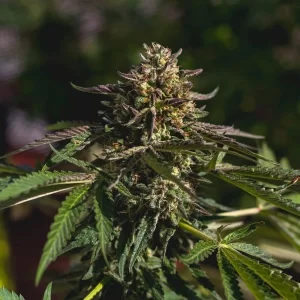apicale della pianta di cannabis wedding gelato femminizzata della royal queen seeds