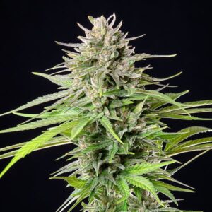 foto della pianta di cannabis blue cheese della royal queen seeds