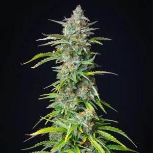 apicale della pianta di cannabis northern light autofiorente della royal queen seeds su weed therapy