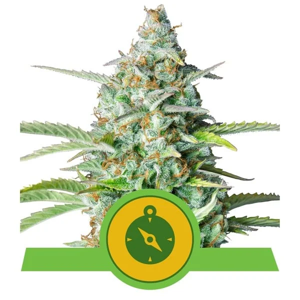 northern-light-autofiorente pianta di cannabis northern light autofiorente della royal queen seeds su weed therapy