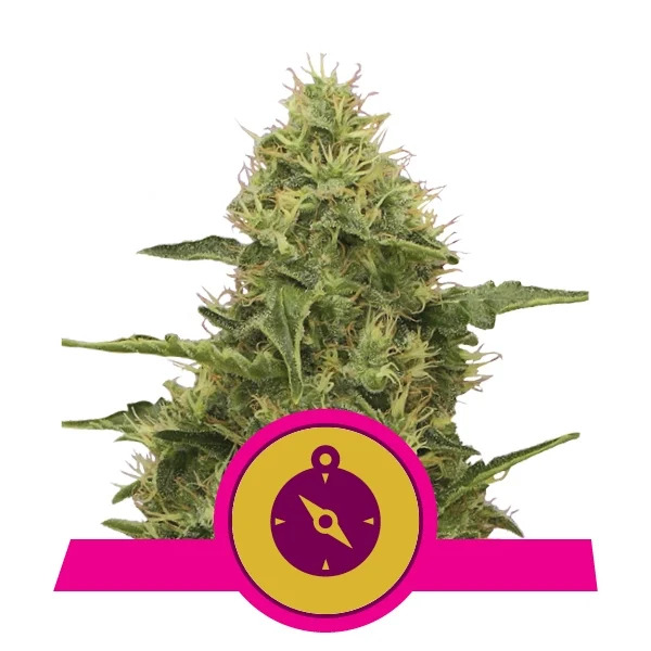 northern-light-copertina copertina della pianta di cannabis northern light femminizzata della royal queen seeds
