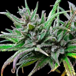 apicale della pianta di cannabis northern light femminizzata della royal queen seeds