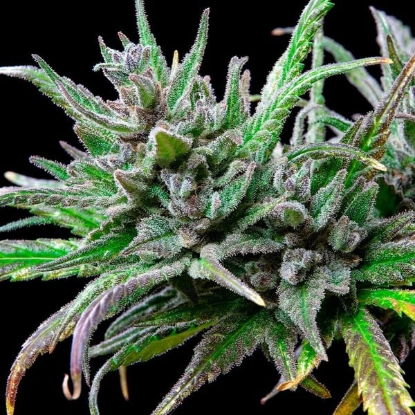 northern-light-foto-apicale apicale della pianta di cannabis northern light femminizzata della royal queen seeds