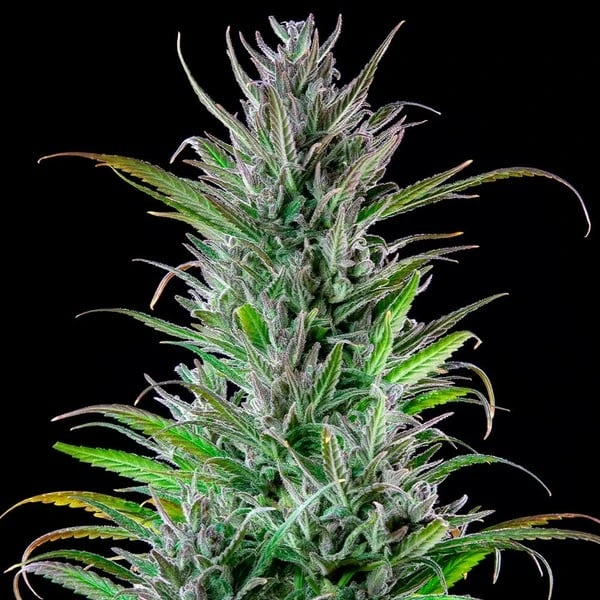northern-light-foto-pianta foto della pianta di cannabis northern light femminizzata della royal queen seeds
