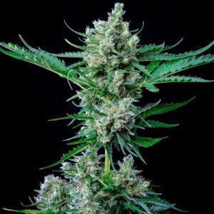 pianta di cannabis royal bluematic autofiorente in fioritura della royal queen seeds su weed therapy