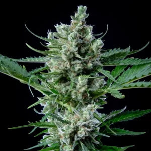 picale della pianta di cannabis royal bluematic autofiorente della royal queen seeds su weed therapy