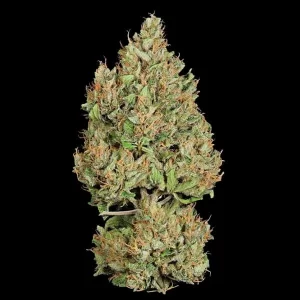 cima della pianta di cannabis royal cookies automatic della royal queen seeds su weed therapy