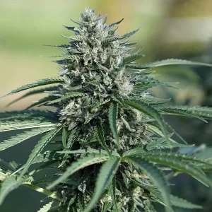 pianta di cannabis royal cookies automatic in fioritura della royal queen seeds su weed therapy