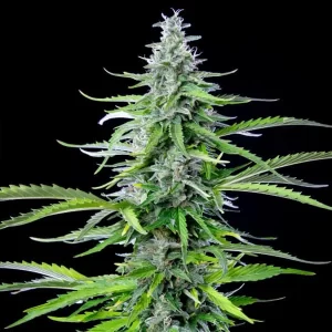 picale della pianta di cannabis royal cookies automatic della royal queen seeds su weed therapy