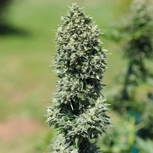 picale outdoor della pianta di cannabis royal cookies automatic della royal queen seeds su weed therapy