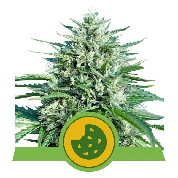 royal-cookies-automatic pianta di cannabis royal cookies automatic della royal queen seeds su weed therapy