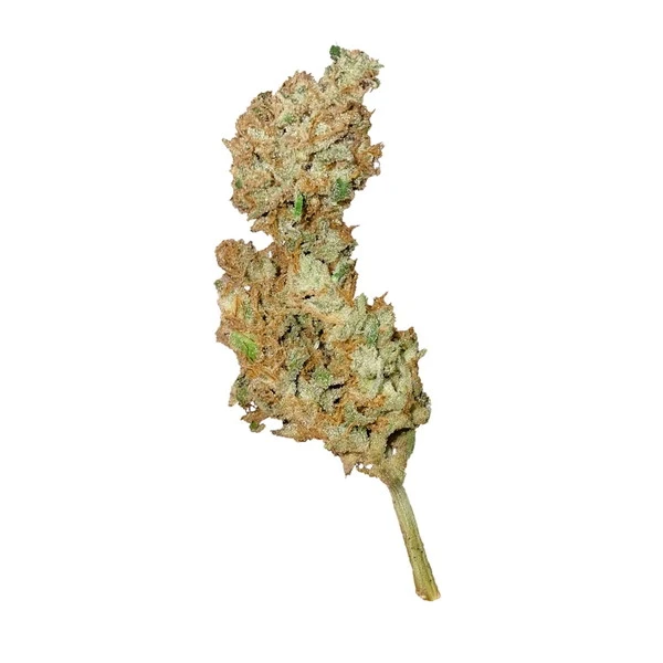 royal-creamatic-autofiorente-cima cima della pianta di cannabis royal creamatic autofiorente della royal queen seeds su weed therapy