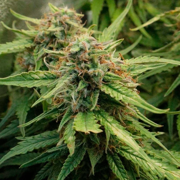 royal-creamatic-autofiorente-picale picale della pianta di cannabis royal creamatic autofiorente della royal queen seeds su weed therapy