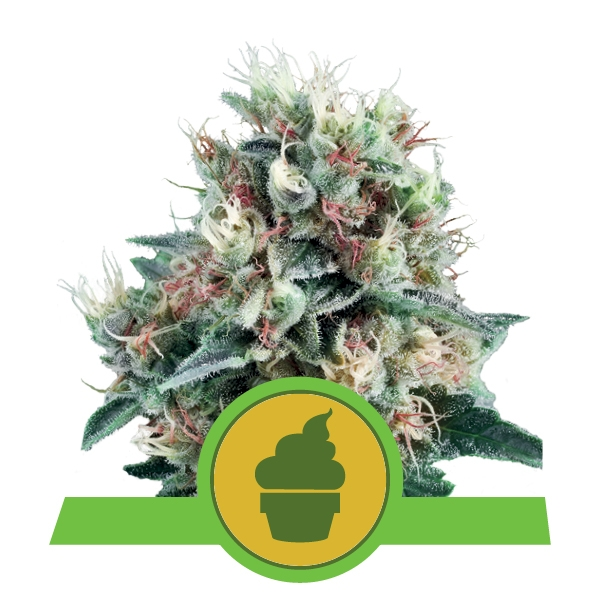 royal-creamatic-autofiorente pianta di cannabis royal creamatic autofiorente della royal queen seeds su weed therapy