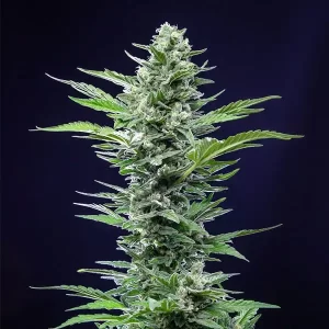 pianta di cannabis royal critical autofiorente in fioritura della royal queen seeds su weed therapy
