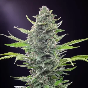 picale della pianta di cannabis royal critical autofiorente della royal queen seeds su weed therapy