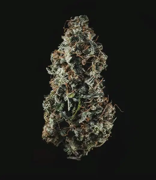 royal-haze-autofiorente-cima pianta di cannabis royal haze autofiorente della royal queen seeds su weed therapy