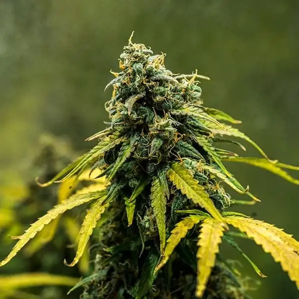 royal-haze-autofiorente-pianta-completa-fioritura pianta di cannabis royal haze autofiorente in fioritura della royal queen seeds su weed therapy