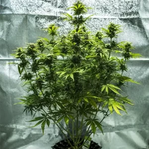 picale della pianta di cannabis royal haze autofiorente della royal queen seeds su weed therapy