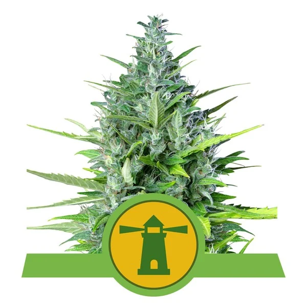 royal-haze-autofiorente pianta di cannabis royal haze autofiorente della royal queen seeds su weed therapy