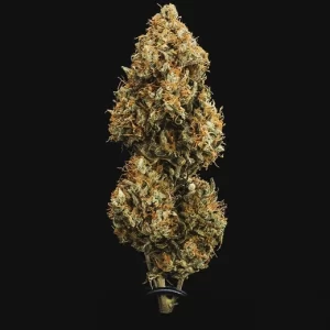 cima della pianta di cannabis sweet skunk autofiorente della royal queen seeds su weed therapy