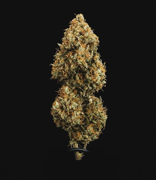 sweet-skunk-autofiorente-cima cima della pianta di cannabis sweet skunk autofiorente della royal queen seeds su weed therapy