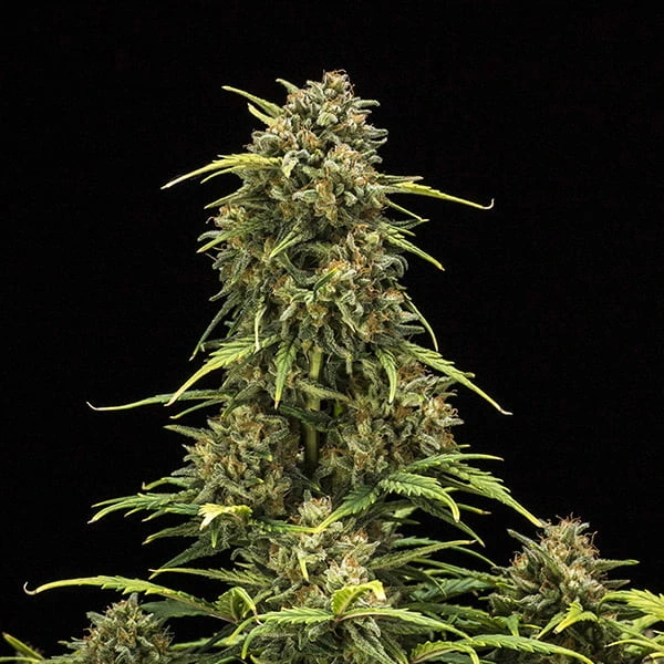 sweet-skunk-autofiorente-pianta-completa-fioritura pianta di cannabis sweet skunk autofiorente in fioritura della royal queen seeds su weed therapy