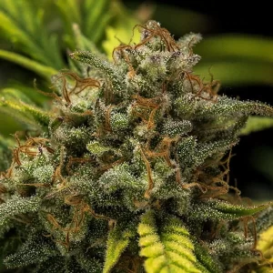 picale pianta di cannabis sweet skunk autofiorente della royal queen seeds su weed therapy