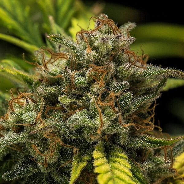 sweet-skunk-autofiorente-picale picale pianta di cannabis sweet skunk autofiorente della royal queen seeds su weed therapy