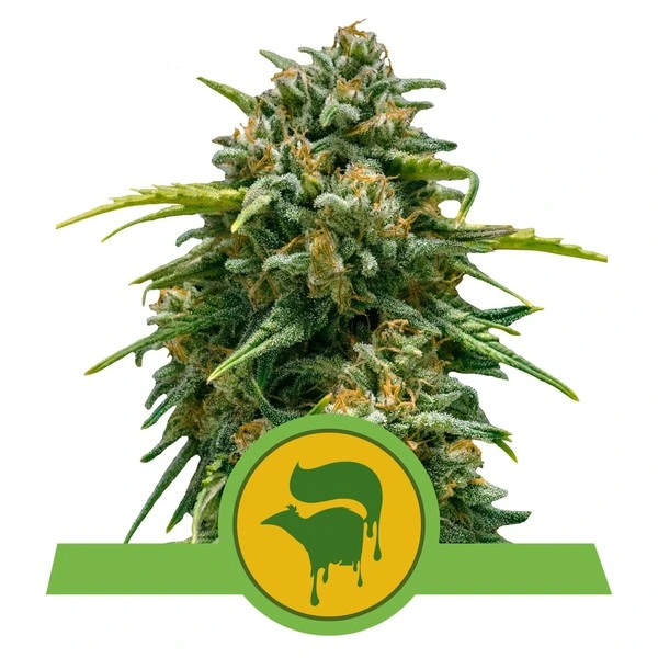 sweet-skunk-autofiorente pianta di cannabis sweet skunk autofiorente della royal queen seeds su weed therapy