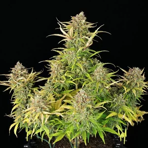 pianta di cannabis sweet zz automatic in fioritura della royal queen seeds su weed therapy