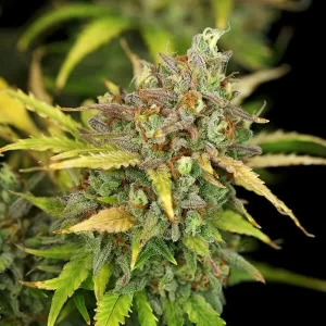 picale della pianta di cannabis sweet zz automatic della royal queen seeds su weed therapy