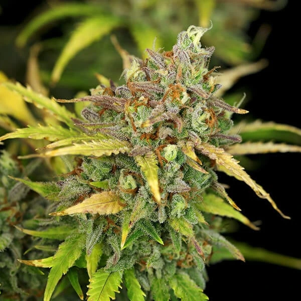 sweet-zz-automatic-picale picale della pianta di cannabis sweet zz automatic della royal queen seeds su weed therapy