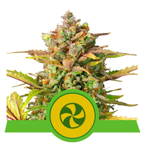 sweet-zz-automatic pianta di cannabis sweet zz automatic della royal queen seeds su weed therapy