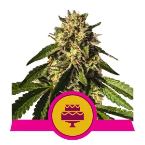 Wedding Gelato Femminizzata USA Premium