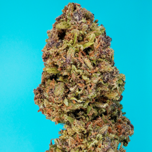 PURPLE QUEEN [NEW 2024]