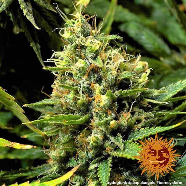 acapulco-gold_7