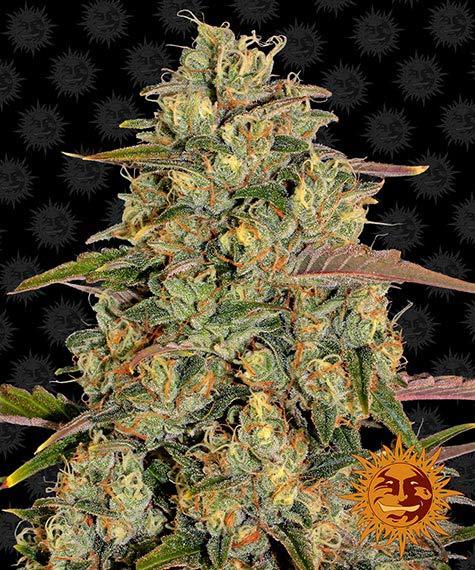amnesia-lemon