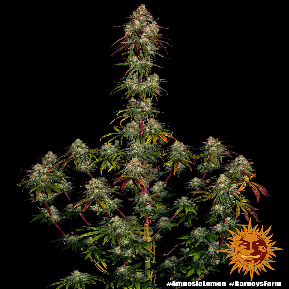 amnesia-lemon_10