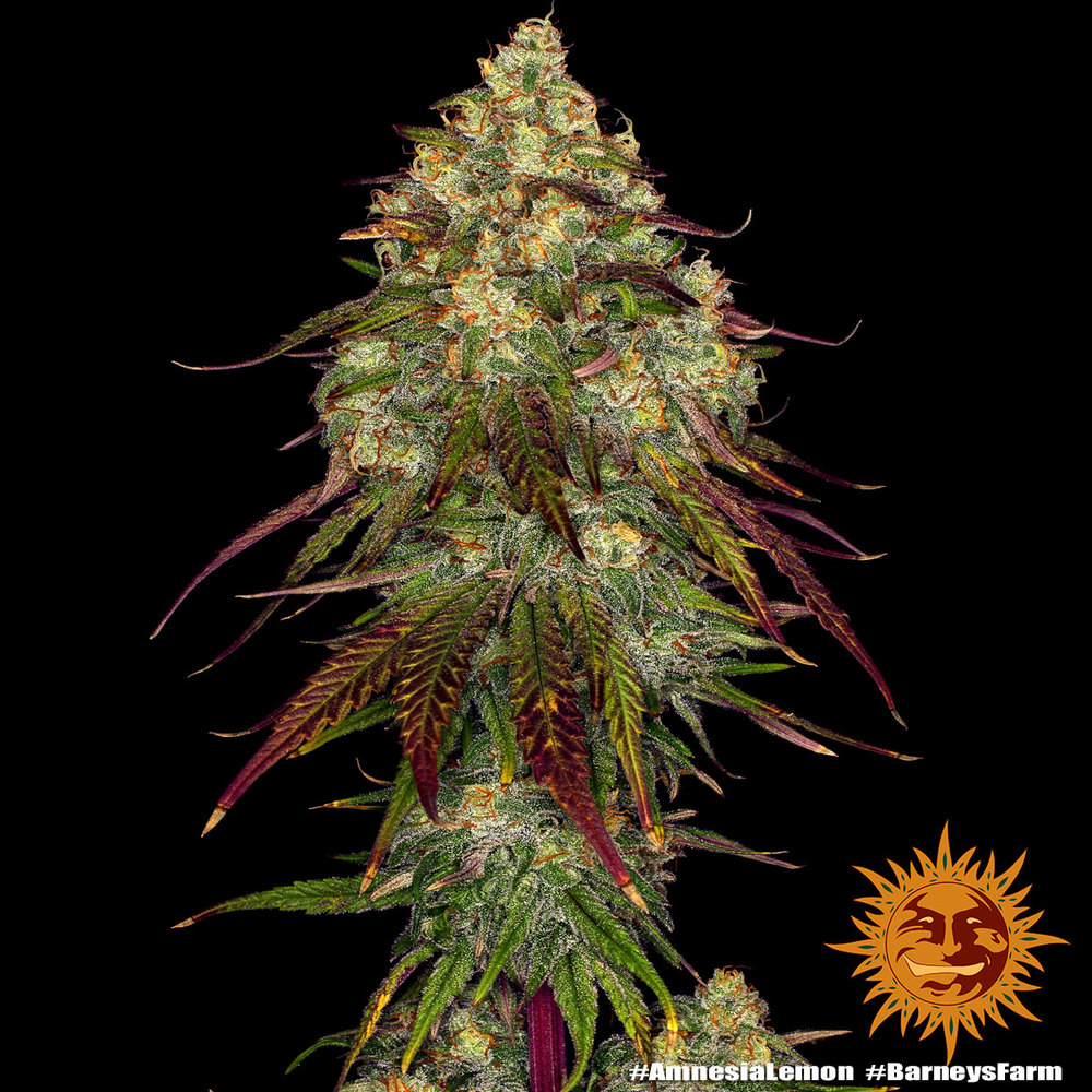 amnesia-lemon_5
