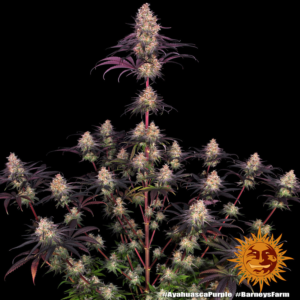 ayahuasca-purple_3
