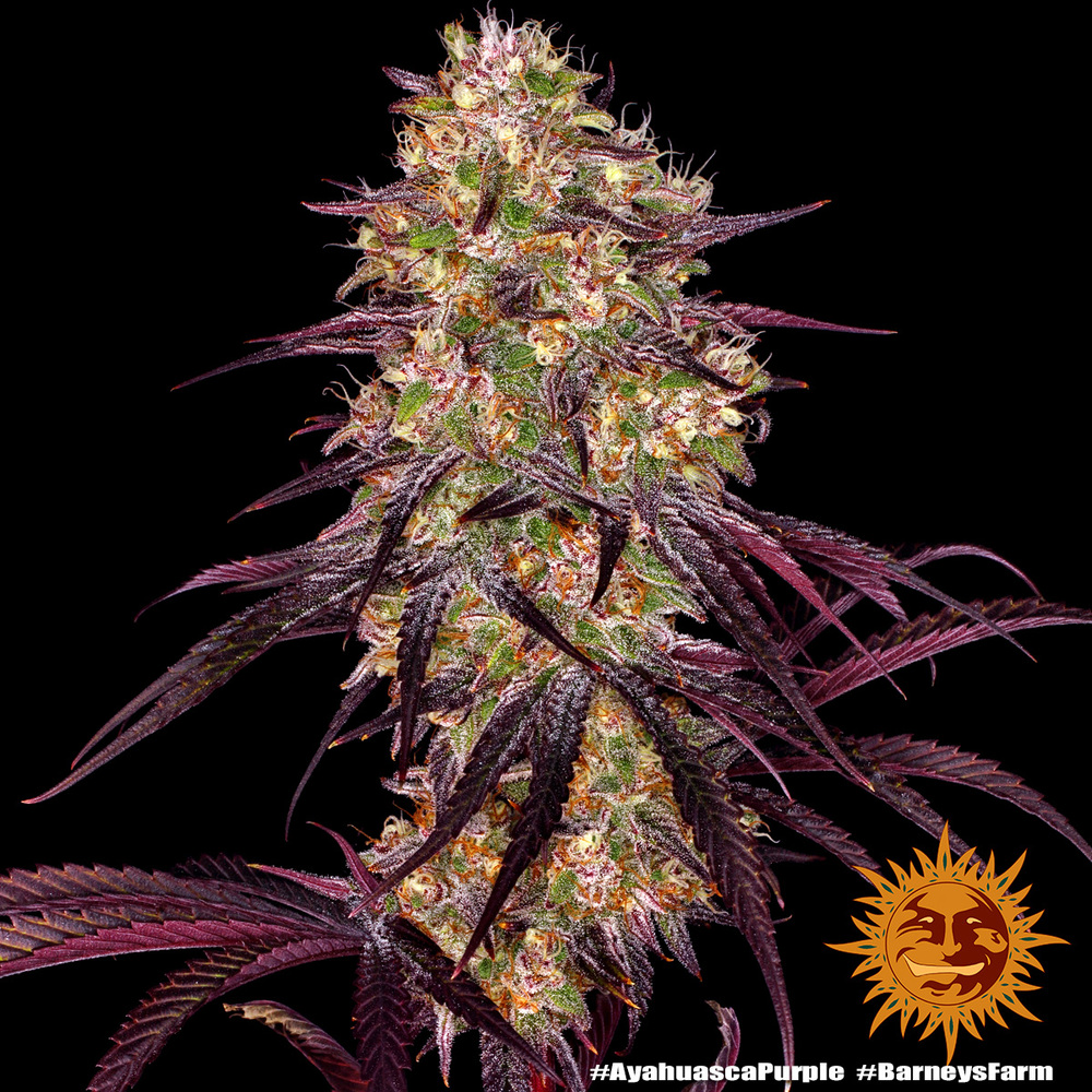ayahuasca-purple_6