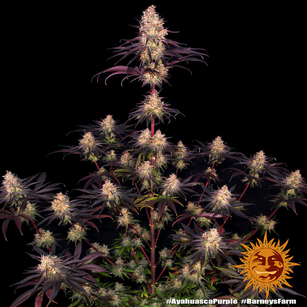ayahuasca-purple_9