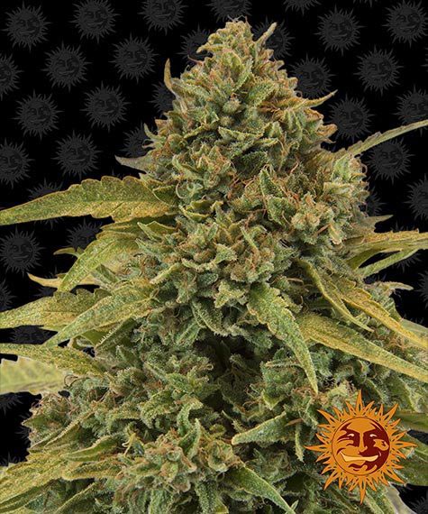 bad-azz-kush