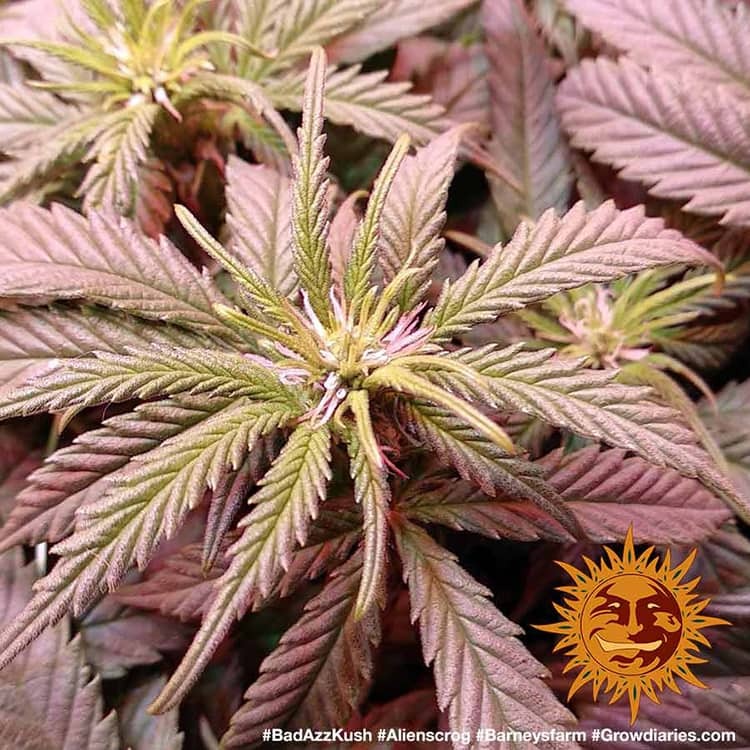 bad-azz-kush_3