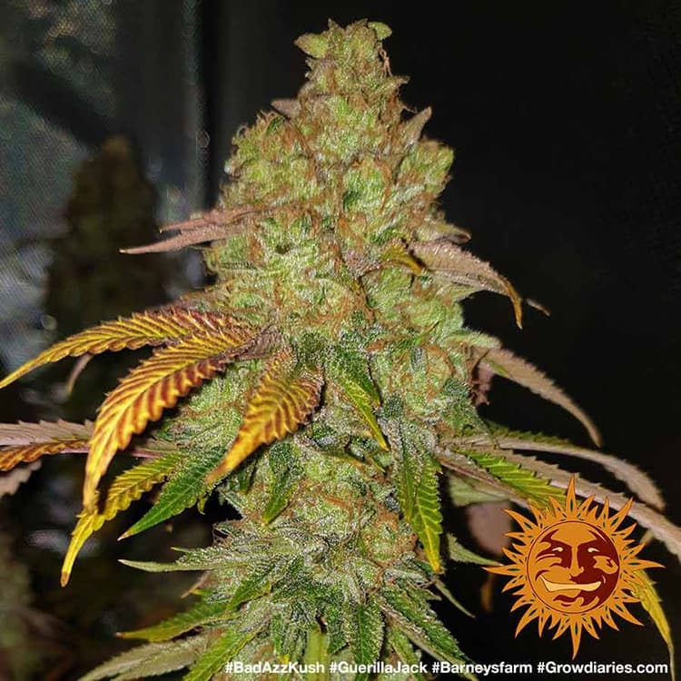 bad-azz-kush_6