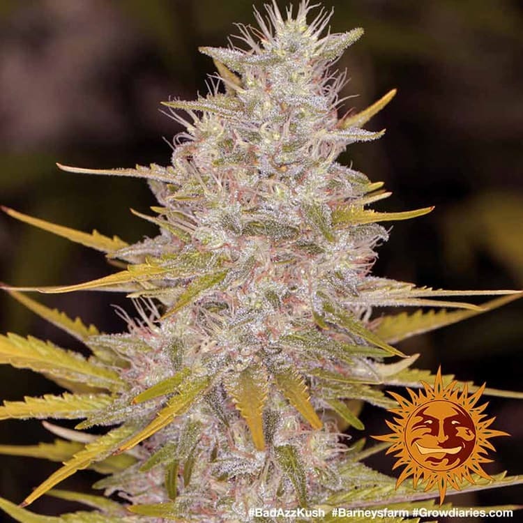 bad-azz-kush_7