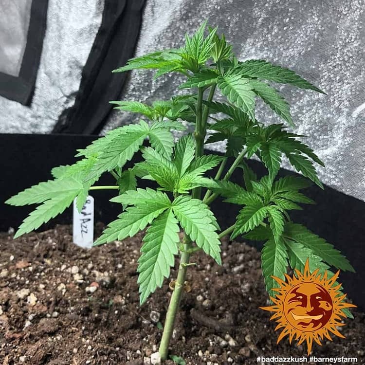 bad-azz-kush_9